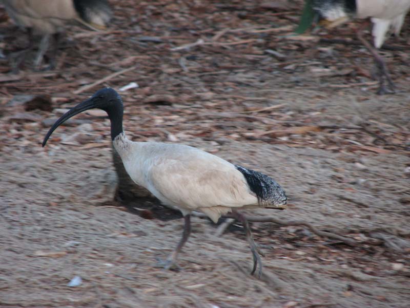 Ibis